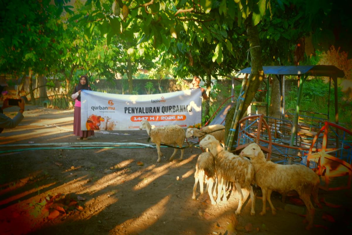 Fresh Meat Lazismu Tulungagung Tebar Manfaat Kurban, Salurkan 6 Sapi dan 10 Kambing untuk Masyarakat