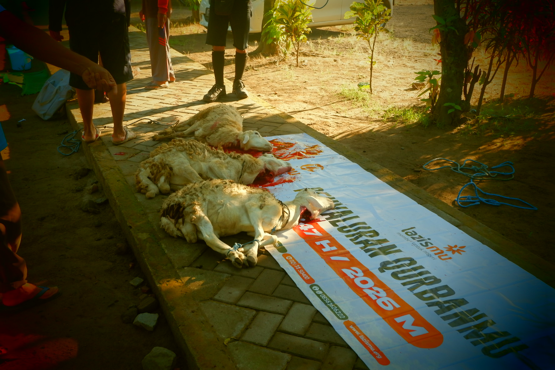 domba sudah di sembelih